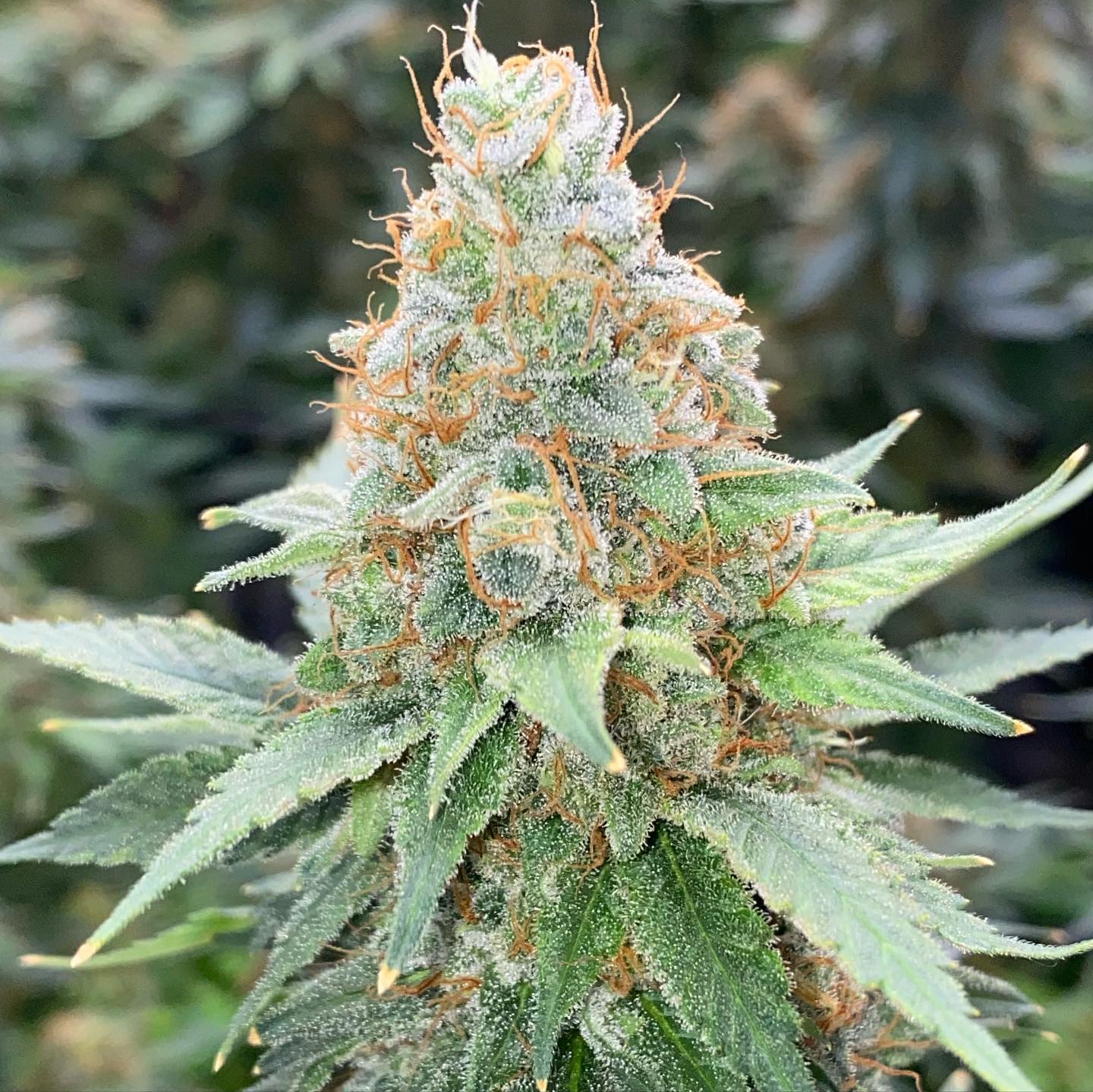 Welcome to the PriceCatchCBD Hemp Community.